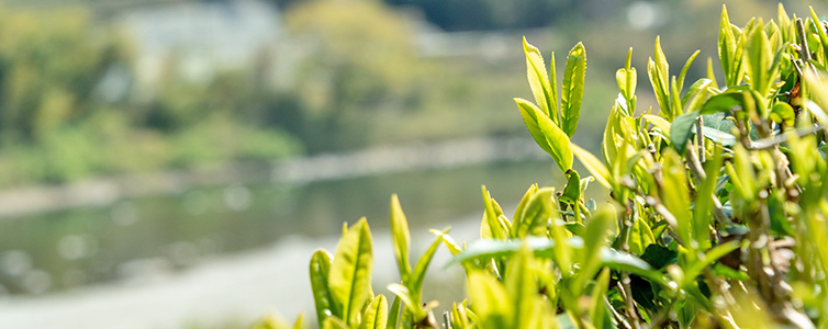 新茶 お茶 緑茶 ほうじ茶 しまんと 四万十 四万十川 日本茶 高知