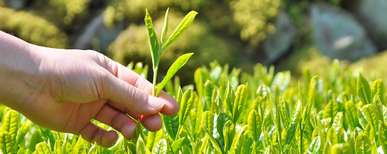 新茶 お茶 緑茶 ほうじ茶 しまんと 四万十 四万十川 日本茶 高知