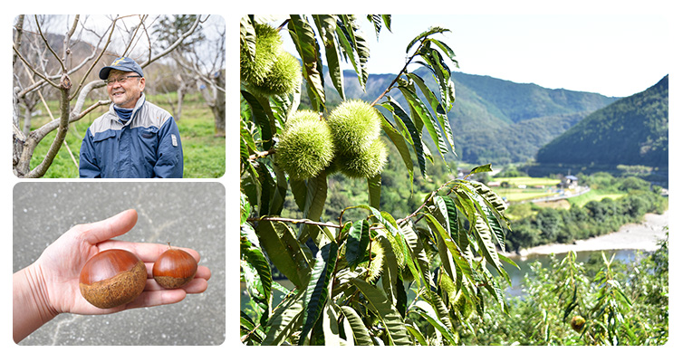ziguri しまんと地栗 栗 特選栗