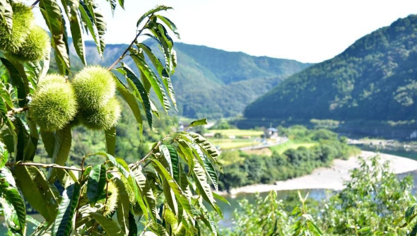 収穫したての新栗だけ
