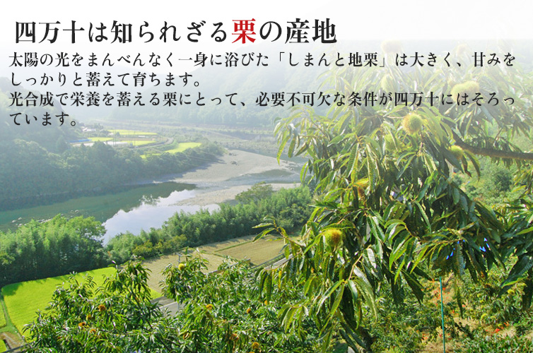 四万十 地産地消 四万十川 高知県 しまんと地栗モンブラン モンブラン ギフト 箱 BOX 栗 贈り物 しまんと地栗 