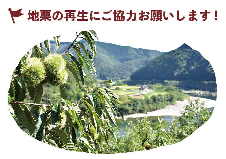 しまんと地栗 再生プロジェクト 5000本植樹 栗の木 栗園モンブラン 栗きんとん 四万十川 しまんと地栗 地域産業 特産品