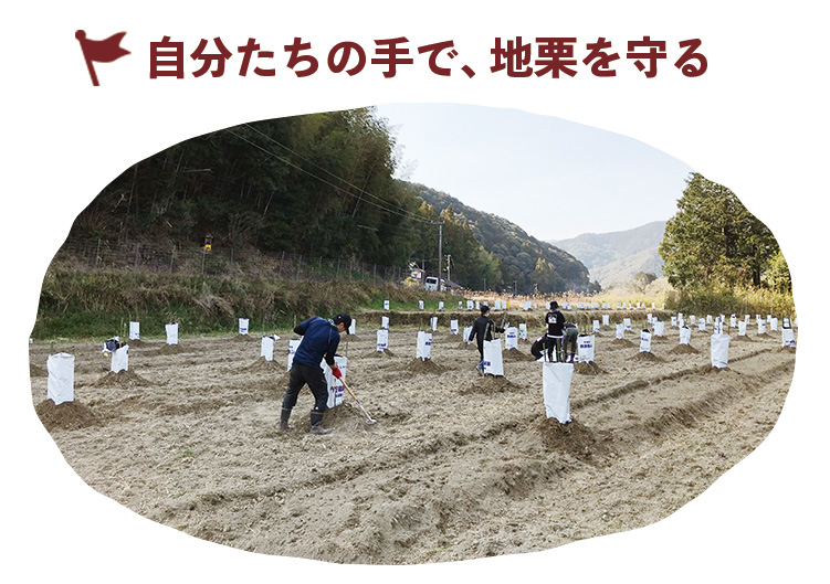 しまんと地栗 再生プロジェクト 5000本植樹 栗の木 栗園モンブラン 栗きんとん 四万十川 しまんと地栗 地域産業 特産品