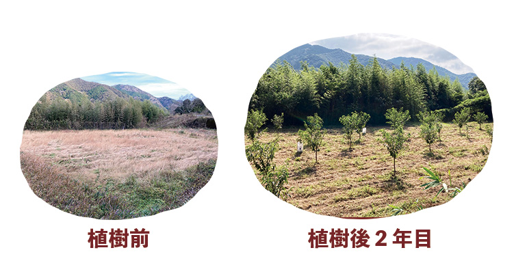 しまんと地栗 再生プロジェクト 5000本植樹 栗の木 栗園モンブラン 栗きんとん 四万十川 しまんと地栗 地域産業 特産品