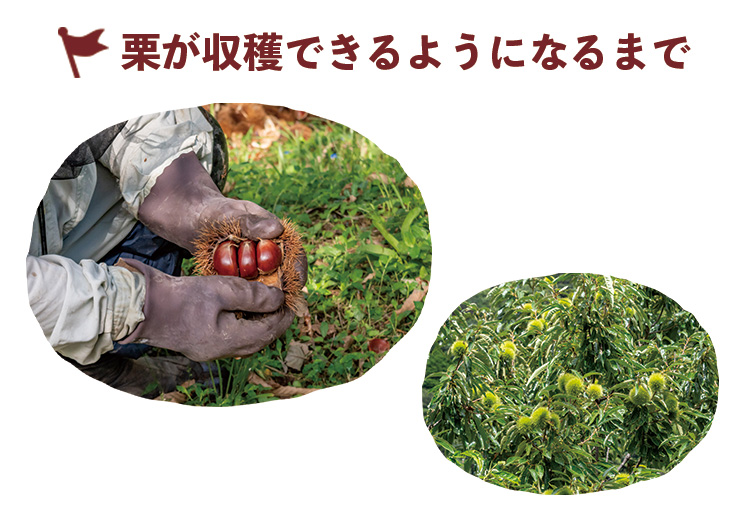 しまんと地栗 再生プロジェクト 5000本植樹 栗の木 栗園モンブラン 栗きんとん 四万十川 しまんと地栗 地域産業 特産品