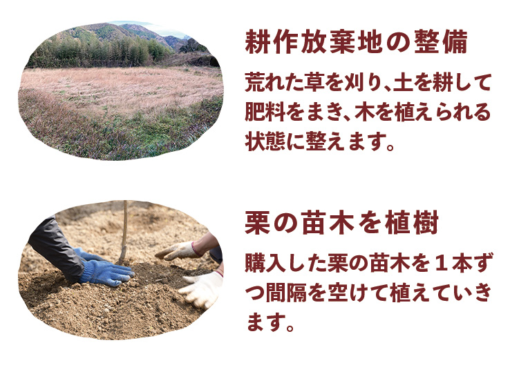 しまんと地栗 再生プロジェクト 5000本植樹 栗の木 栗園モンブラン 栗きんとん 四万十川 しまんと地栗 地域産業 特産品