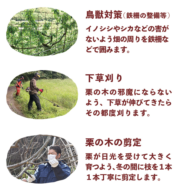 しまんと地栗 再生プロジェクト 5000本植樹 栗の木 栗園モンブラン 栗きんとん 四万十川 しまんと地栗 地域産業 特産品