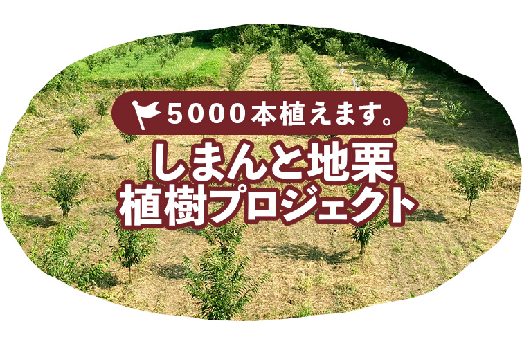 しまんと地栗 再生プロジェクト 5000本植樹 栗の木 栗園モンブラン 栗きんとん 四万十川 しまんと地栗 地域産業 特産品