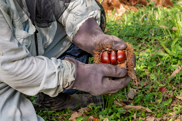 クリスマスケーキ 栗スマス しまんと地栗 和栗 国産 モンブラン ギフト gift お取り寄せ プレゼント