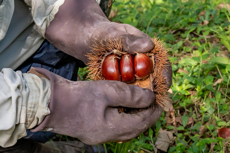 しまんと地栗 生栗 新栗 和栗