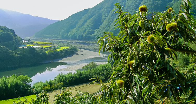 shimanto 四万十 しまんと しまんと地栗 和栗 栗 kuri 四万十川
