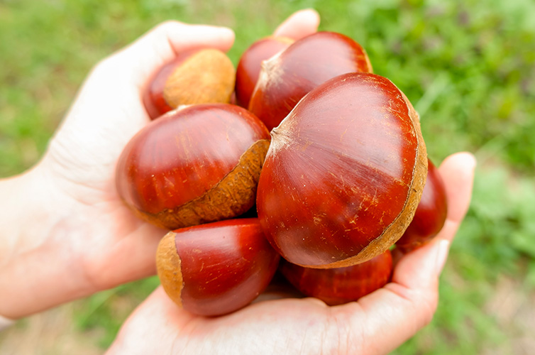 四万十ドラマ しまんと地栗 モンブラン ギフト 箱 BOX 栗 贈り物 しまんと地栗 和栗 国産 四万十 冷凍