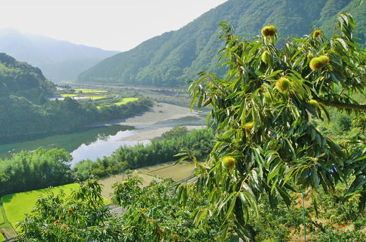 四万十ドラマ しまんと地栗 モンブラン ギフト 箱 BOX 栗 贈り物 しまんと地栗 和栗 国産 四万十 冷凍