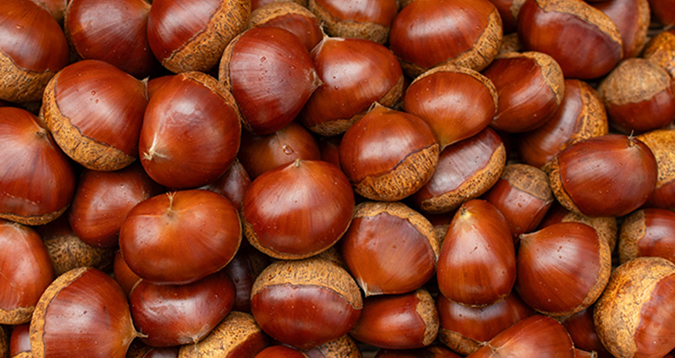 地栗 ジグリフレンズ 須木栗 渋皮煮 和栗 国産 贈り物 常温 箱入り