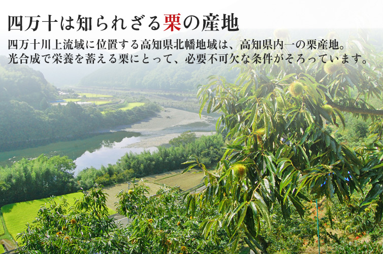 ダバダ火振 720ml ダバダ 火振り漁 栗焼酎 和栗 焼酎 お酒 アルコール ギフト 贈り物