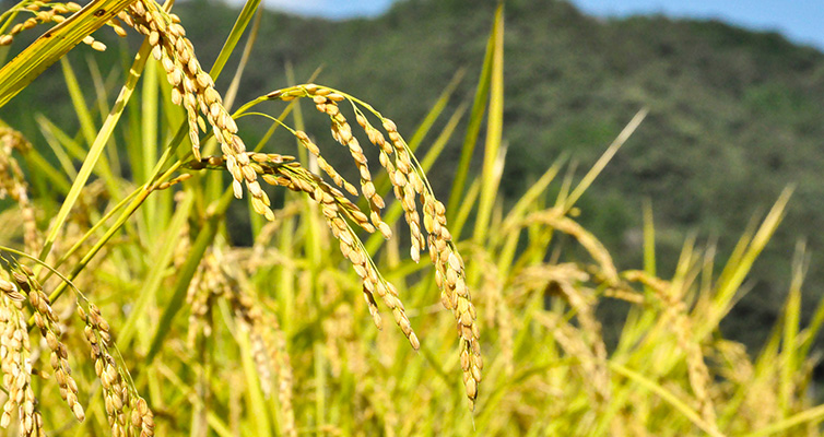 かおり米 香り米 匂い米 十和 お米 四万十