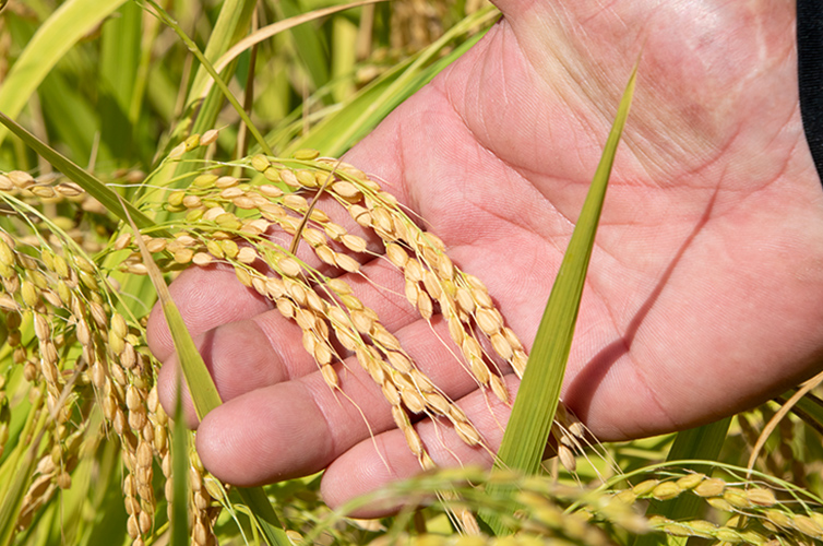 しまんと地栗とかおり米の焼酎 しまんと地栗 かおり米 焼酎 無手無冠 ダバダ火振 四万十