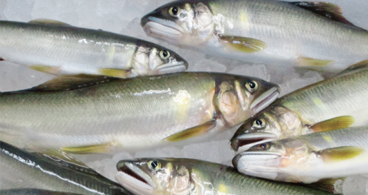 四万十川の恩恵