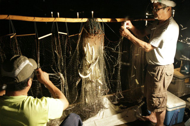 鮎伝統の火振り漁