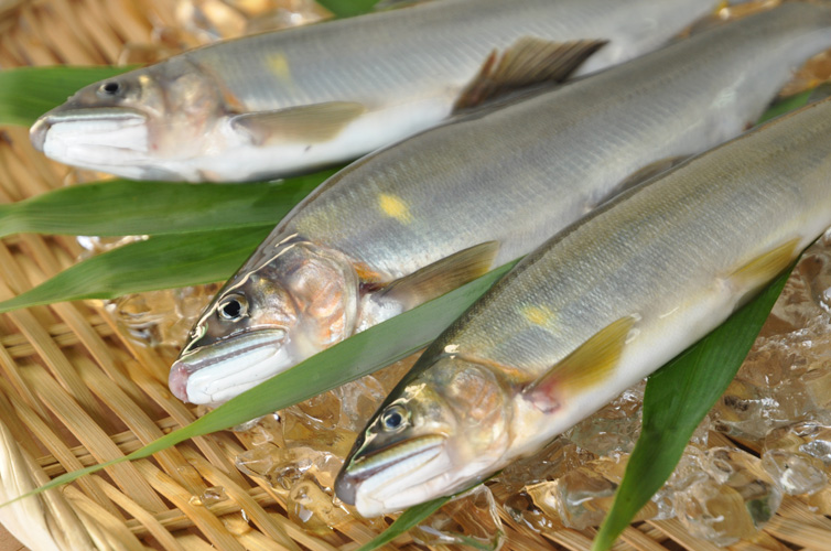 四万十川の天然鮎