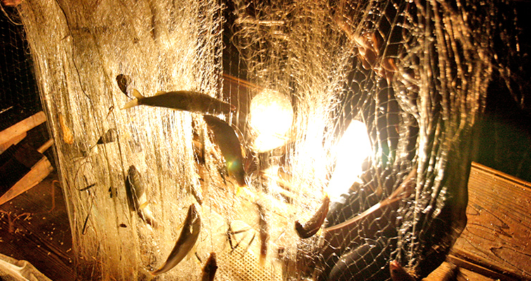 火振り 川漁 四万十川 天然鮎