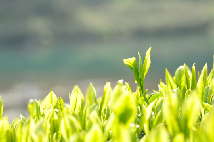 しまんと荒茶は一芯三葉