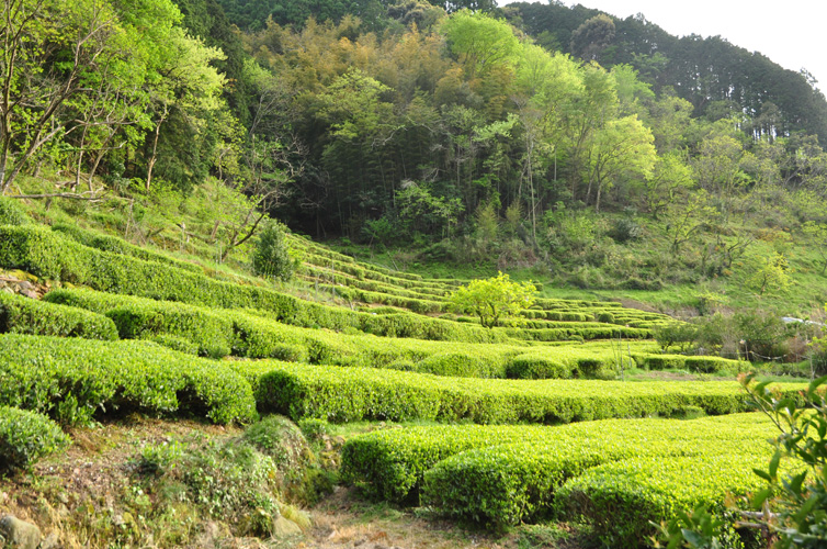 斜面に広がる茶畑