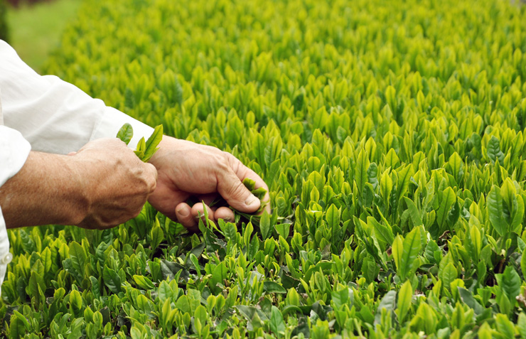 手摘み、手刈りで収獲されたしまんと茶