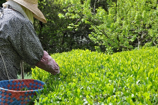 手摘み、手刈りで収獲されたしまんと茶