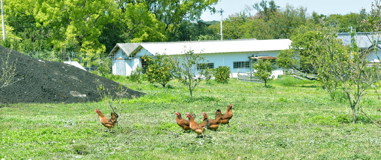 土佐ジローの飼育風景