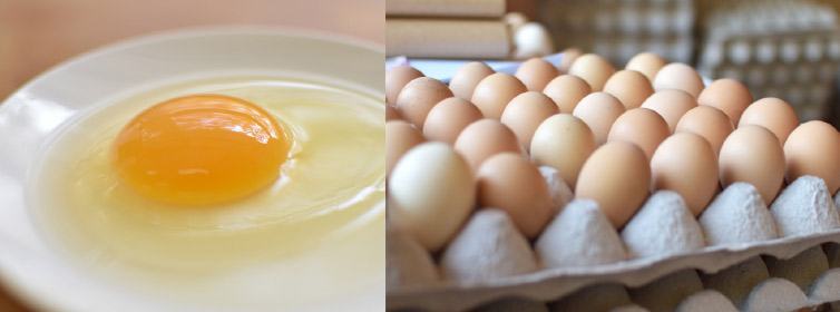 生卵 鶏舎の土佐ジロー