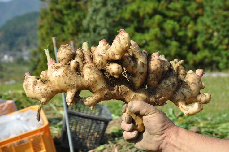 パンチがあっても後にひかないすっきりとした辛さ