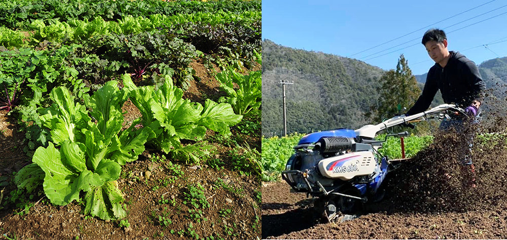 有機農業 農薬不使用 化学肥料不使用 季節野菜 新鮮野菜 ボリュームアップ