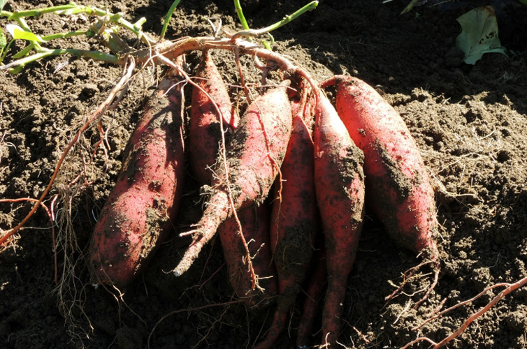 原料のにんじん芋