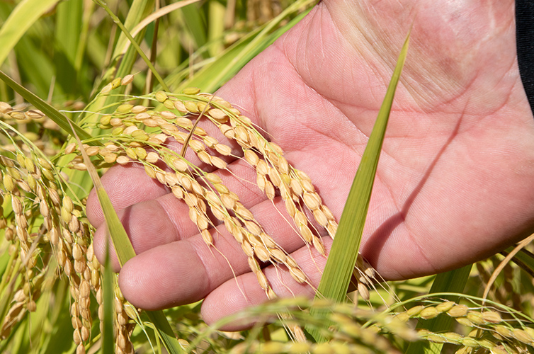 かおり米『十和錦』3升 四万十のお米 お米 四万十町産 高知 四万十