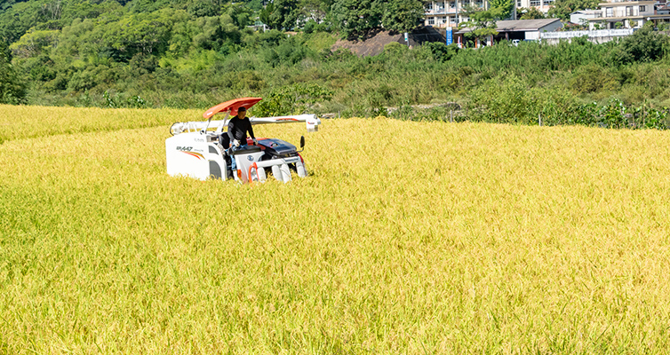約60年前に四万十町十和で発見された十和錦