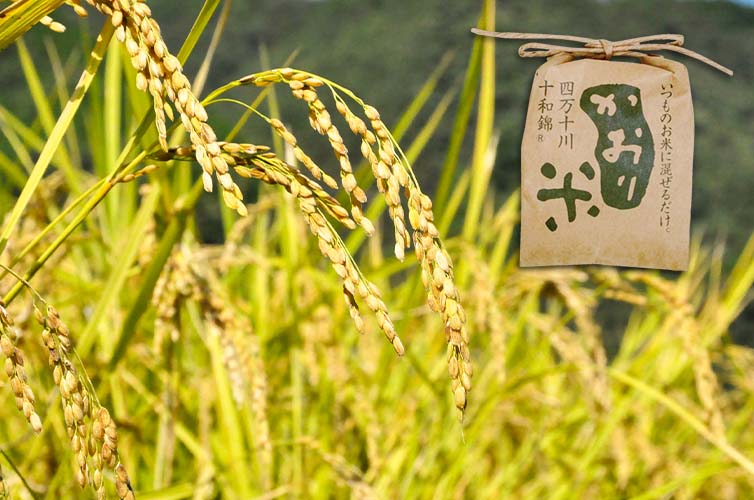 かおり米『十和錦』（80g） 四万十のお米 お米 四万十町産 高知 四万十 四万十のお米 お米 四万十町産 高知 四万十