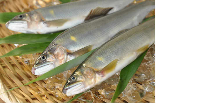 生鮎 初物 写真