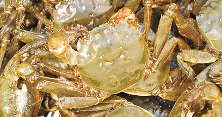 生きたツガニ 写真