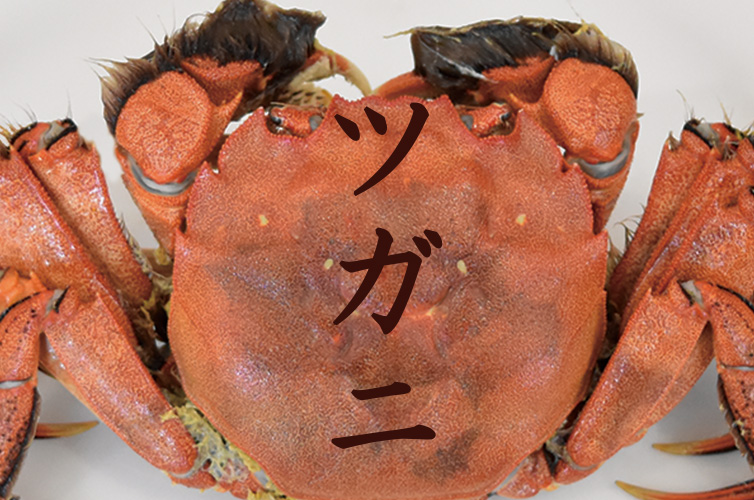 ツガニ モクズガニ 四万十川