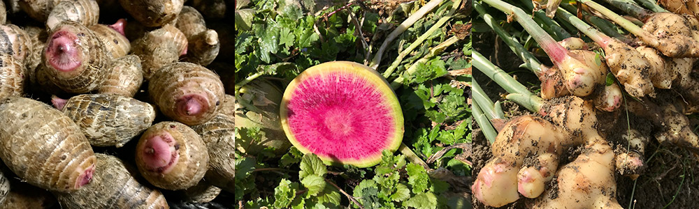 有機農業 農薬不使用 化学肥料不使用 季節野菜 新鮮野菜 ボリュームアップ