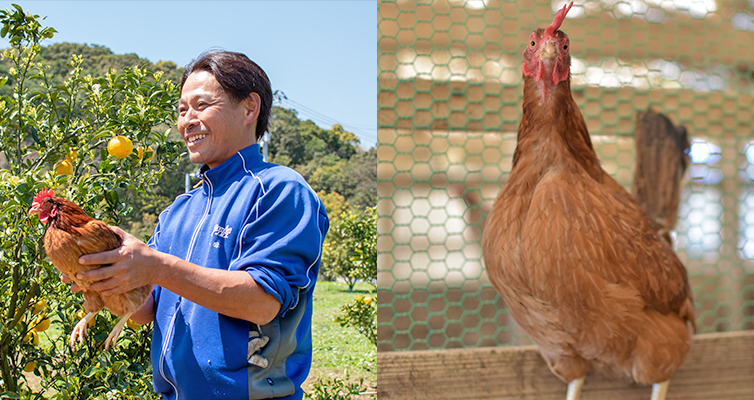土佐ジローの卵 卵 10個 土佐ジロー 自然 いちえん農場