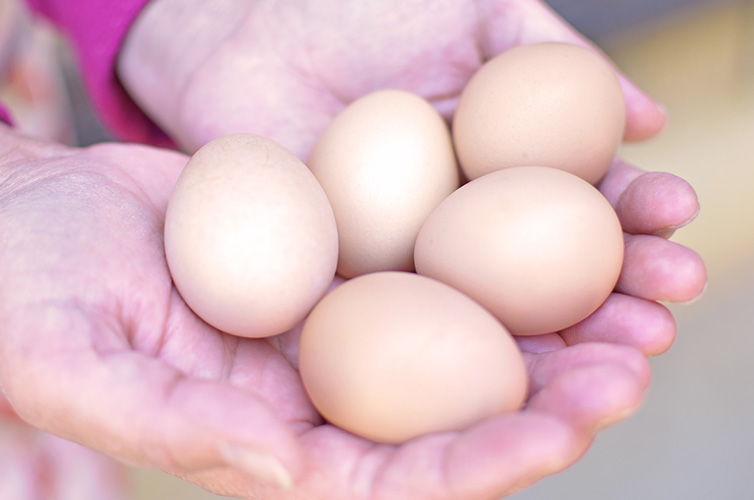 しまんと流域農業 無農薬 化学肥料不使用 オーガニック 土佐ジロー 濃厚たまご 卵 野菜