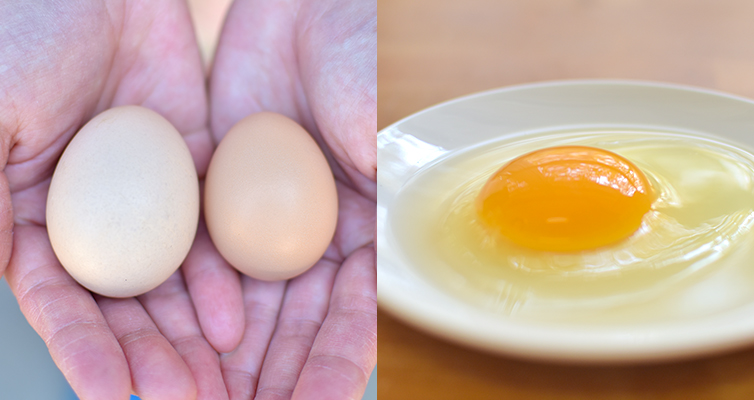 土佐ジローの卵 卵 10個 土佐ジロー 自然 いちえん農場