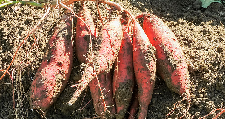ひがしやま。 いも焼き菓子ひがしやま。 芋菓子 SHIMANTO ZIGURIストア 四万十 四万十川 ギフト gift 手土産 お土産 