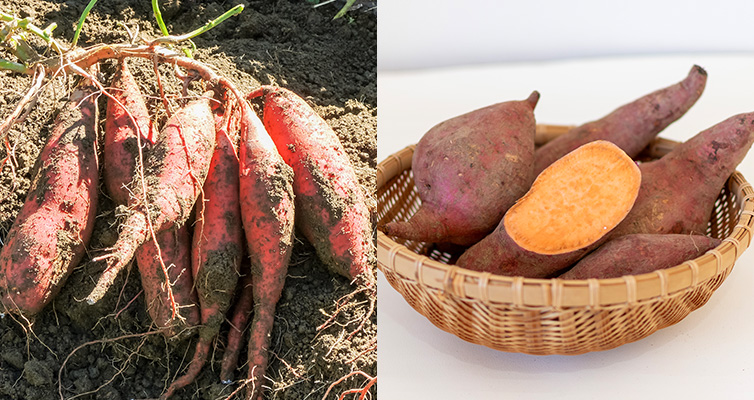 マルジヨウカン サツマイモ 人参芋