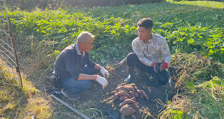 マルジヨウカン サツマイモ 人参芋