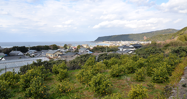 アールグレイ earlgrey 栽培風景 ベルガモット bergamot 海沿い 畑 室戸市 安芸市