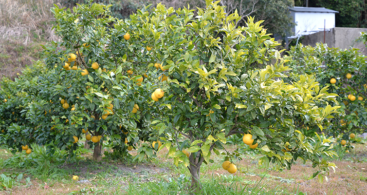 アールグレイ earlgrey 栽培風景 ベルガモット bergamot 海沿い 畑 室戸市 安芸市 木なり