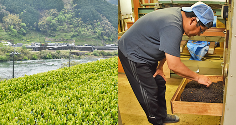 アールグレイ earlgrey ベルガモット bergamot 四万十町 広井茶 国産 和紅茶 茶畑 生産者